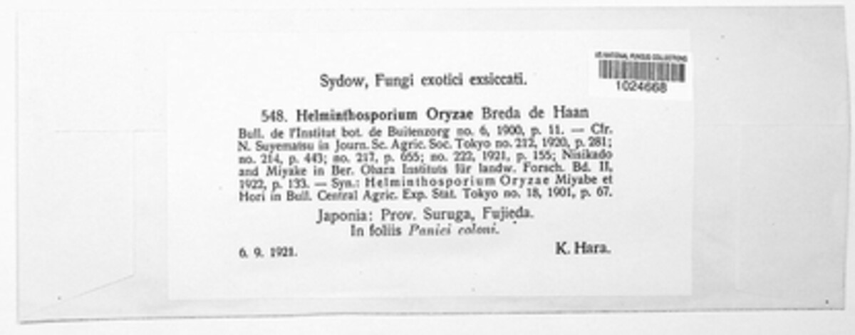 Helminthosporium oryzae image
